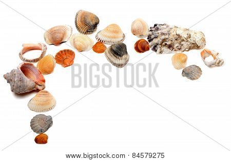Collection Of Seashells With Copy Space