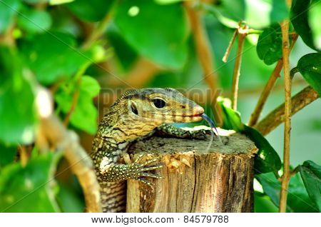 Water Monitor