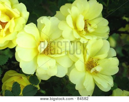 Gelbe alte Mode-Rose