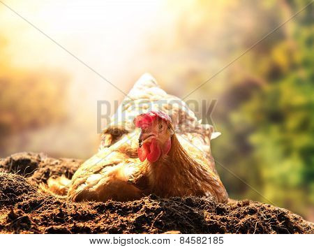 Relaxing Of Chicken Hen Lying In Dirt Soil Against Beautiful Sun Light Background Use Good Managemen
