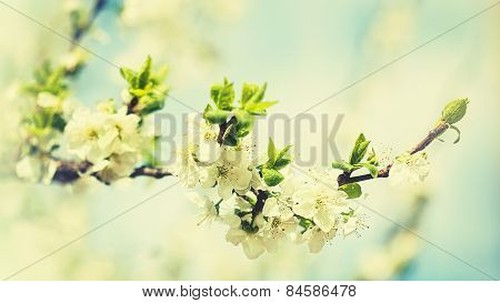 Beauty spring backgrounds with apple tree flowers