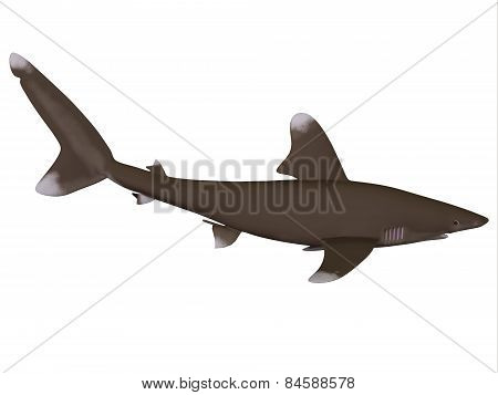 Oceanic Whitetip Shark Profile