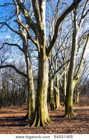 Trees