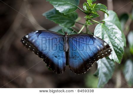 Blauwe Morpho