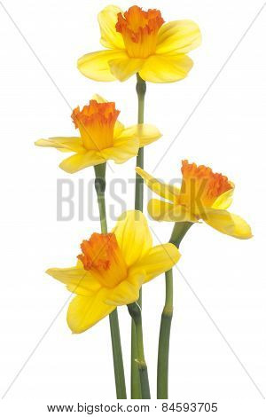 Daffodil