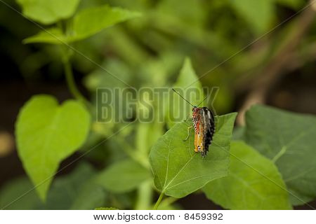 Collorful butterfly