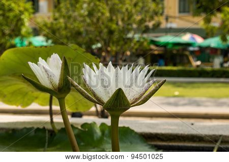 Beautiful Lotus Flower White
