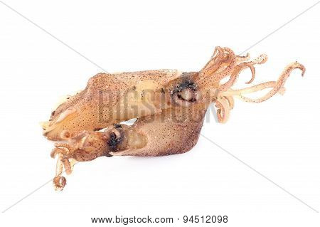 Raw Beka Squid