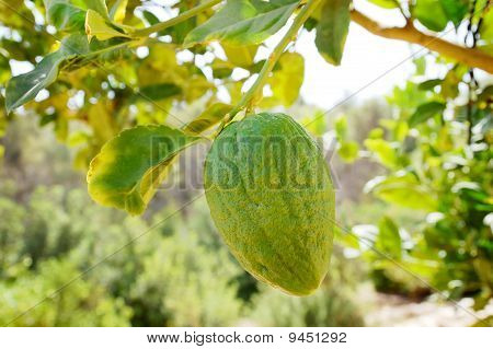 Etrog (Zitrone) auf A Branch