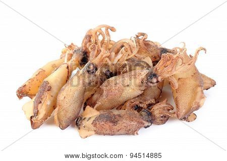 Squid