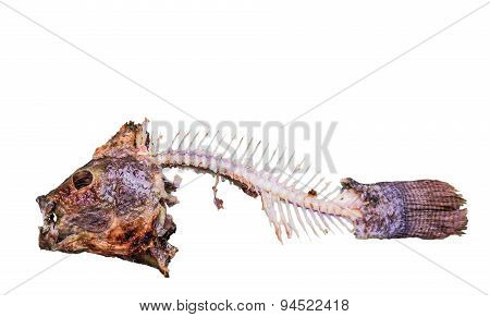 Close Up Nile Tilapia Fishbone After Meal Isolated On White  Background With Clipping Path