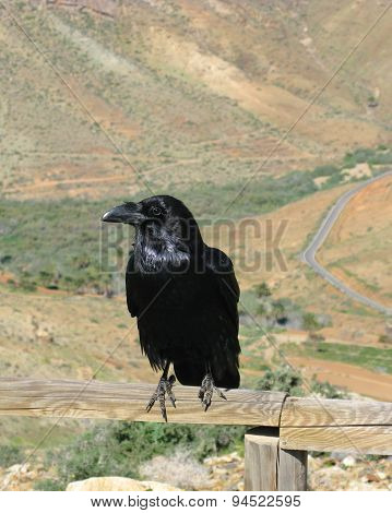 A black Canary island raven