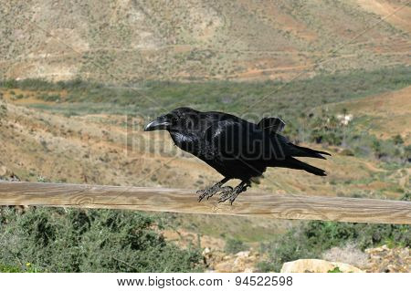 A black Cananry island raven