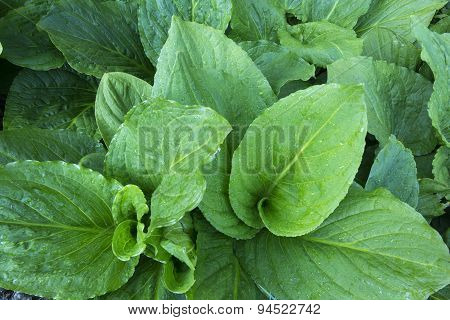 Skunk Cabbage Top View