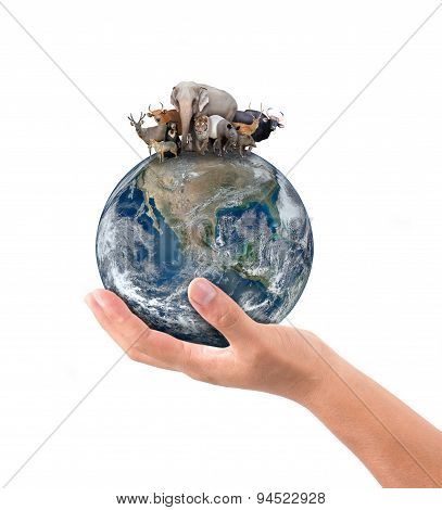 Hand Hold Animal On The Earth