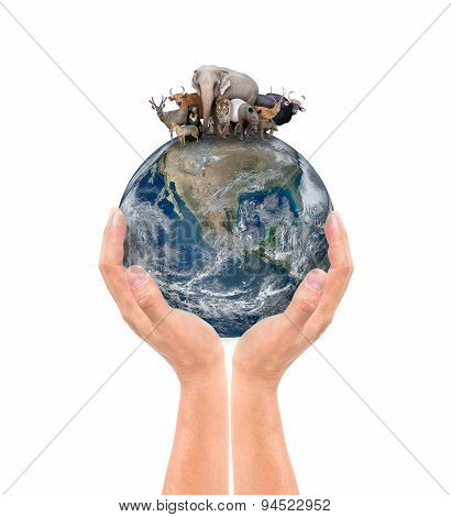 Hand Hold Animal On The Earth
