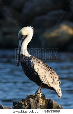Large Old Pelican Sleeping On A Rock Standing In The Sunset