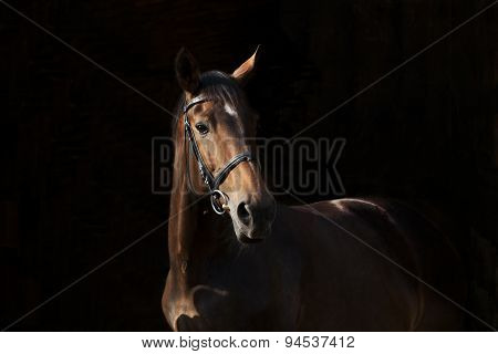 horse on black background
