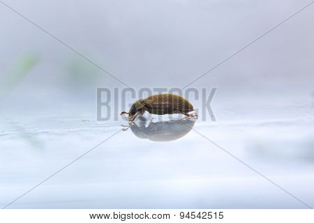 Silken Fungus Beetle