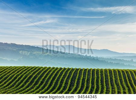 Panorama of furrows with sprouts in rolling ploughed fields of Moravia, Czech Republic