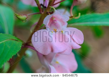 Impatiens Glandulifera Plant