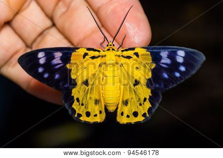 Dysphania Militaris Moth