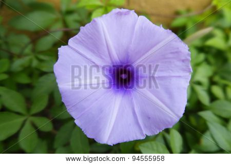 Light Purple Ipomoea among the bushes