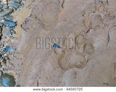 Footprint Of Jaguar On Mud