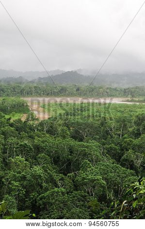 Rainforest.