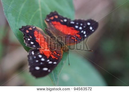 A vibrant butterfly Scarlet Peacock - Arnatia amathea