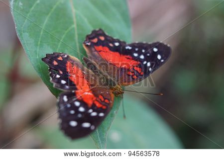 A vibrant butterfly Scarlet Peacock - Arnatia amathea