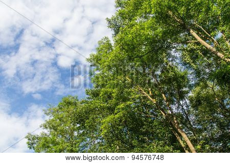 Spring Landscape In Bavaria