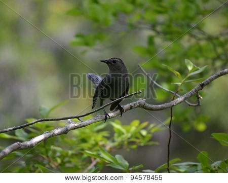 Black Bird On Branch