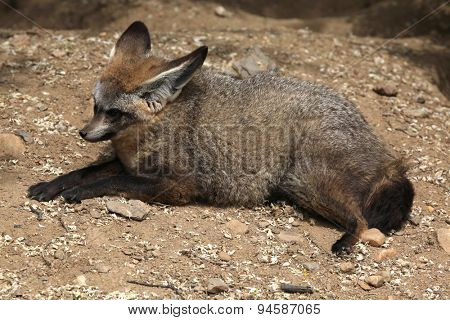Bat-eared fox (Otocyon megalotis). Wildlife animal. 