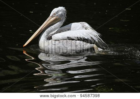 Dalmatian pelican (Pelecanus crispus). Wildlife animal. 