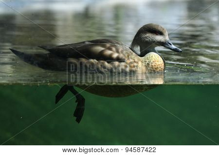 Crested duck (Lophonetta specularioides). Wildlife animal. 