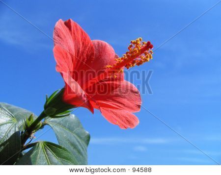 Hibiscus