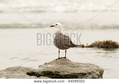 Seagull Perched On Rock