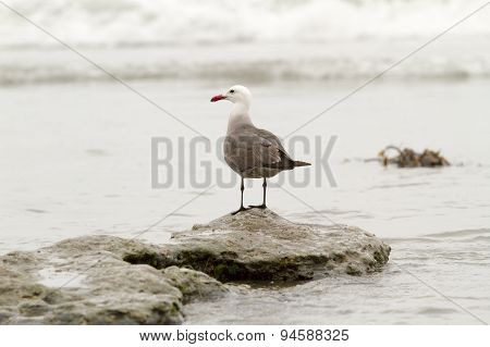 Seagull Perched On Rock