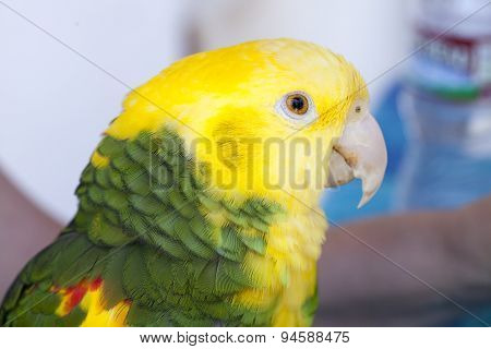 Green And Yellow Parrot At A Community Gathering