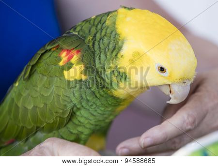 Green And Yellow Parrot At A Community Gathering