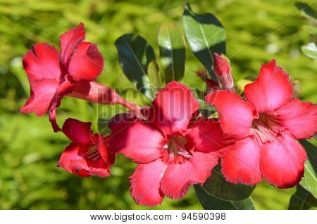 Desert rose adenium obesum flowers
