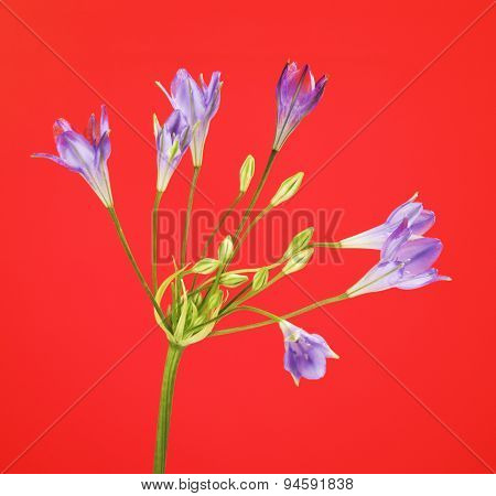 Brodiaea Flower