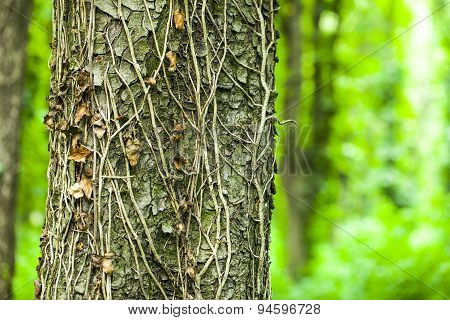 Beautiful Green Forest