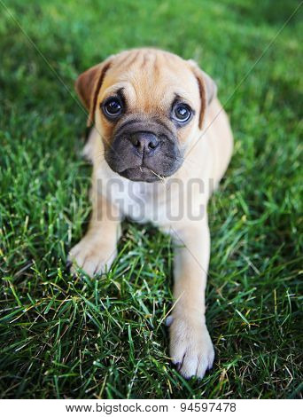 a cute chihuahua pug mix puppy (chug) looking at the camera with with grass in his mouth in a backyard during summer (SHALLOW DOF - on mouth)