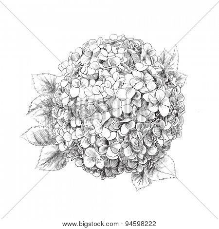 Hand-drawn hydrangea on white background