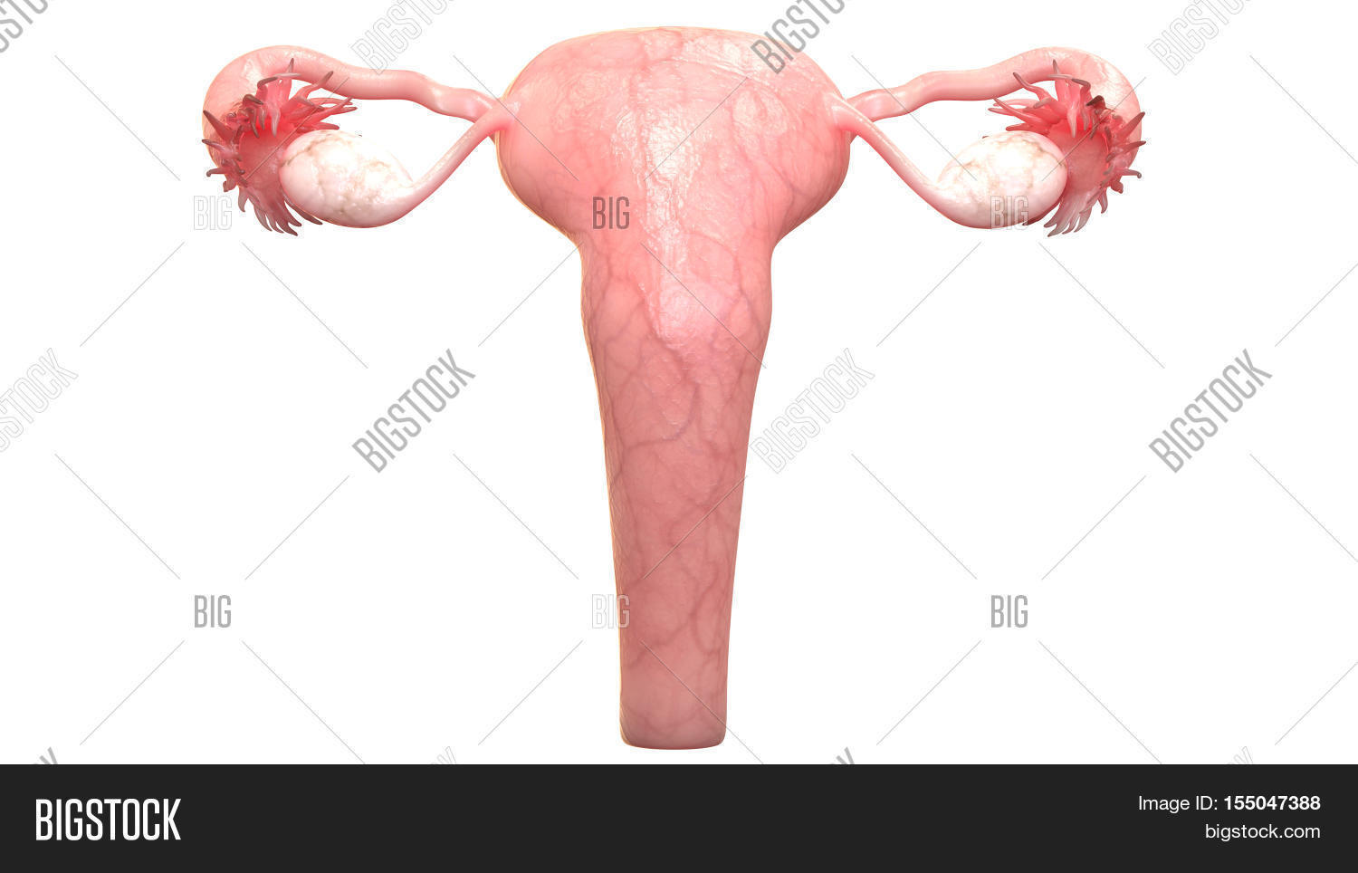 3d Illustration Female Image Photo Free Trial Bigstock