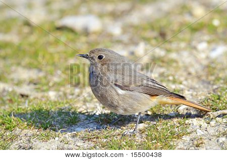 Rehek domácí (Phoenicurus ochruros)