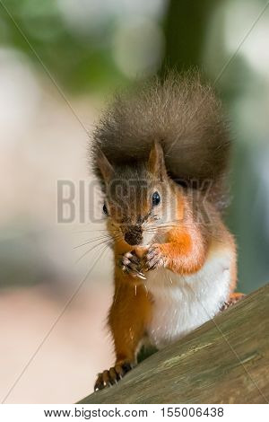 British native Red Squirrel with nut on Brownsea Island Dorset