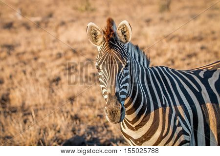 Zebra Starring At The Camera.